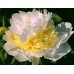 Пион Paeonia Top Brass